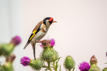 European goldfinch, feeding on the seeds of thistles. Carduelis carduelis.