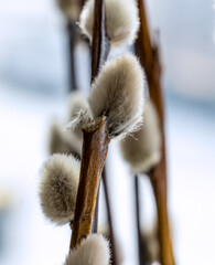 Beautiful bouquet of pussy willow branches in a vase on the window. Close up. Soft Selective Focus. © Faina Gurevich