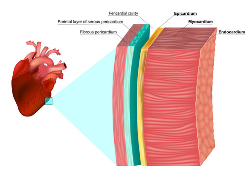 The Layers of the Heart Wall Anatomy. Myocardium, Epicardium, Endocardium and Pericardium. Heart wal structure diagram