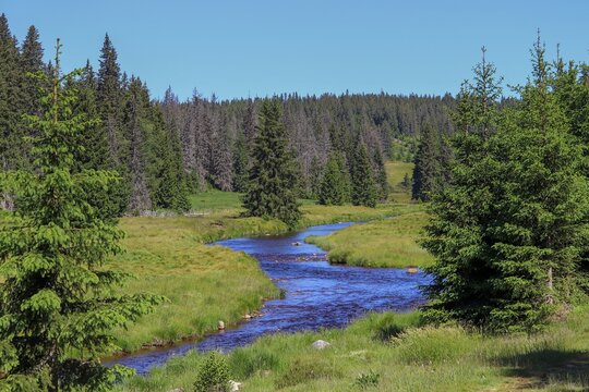 A beautiful meander of the river with clean water in between the trees near Modrava, Czech republic
