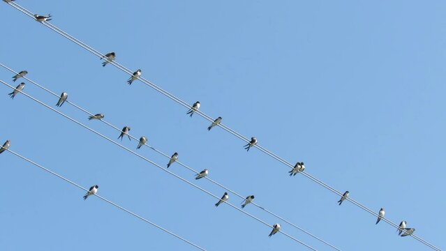 Urban swallows, (Latin Delichon urbicum) on electric wires. Lots of birds. Video.