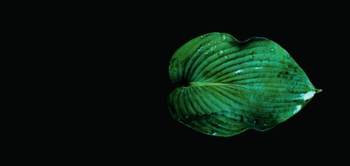 A large plant leaf on a monochrome background. Color variation. Minimal composition. Exclusive wallpaper. Cut out