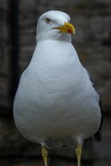 Close up of a seagull