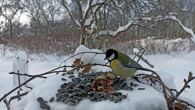 The great tit, (Latin Parus major), feeds on seeds and nuts in winter. The life of birds in winter. Survival in the cold. Close-up video.