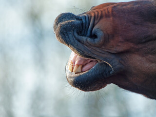 motion portrait of sniffing bay stallion. close up