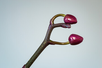 Detailed image of the purple buds of an Orchid