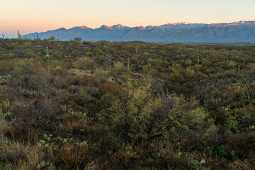 Sunrise at Saguaro National Park in Southern Arizona