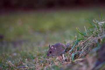 a portrait from the nocturnal yellow necked mouse, apodemus flavicollis, in the garden on the floor at a spring evening