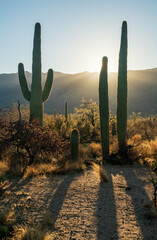 Sunrise at Saguaro National Park in Southern Arizona
