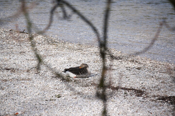 Gans am Ufer eines Flusses
