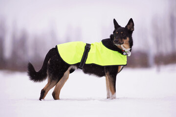 Adorable tricolor mongrel dog standing outdoors on a snow wearing a fluo yellow jacket in winter
