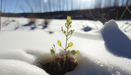 New life 
