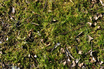 Green moss closeup texture. Forest ground macro background. Moss growing on stone. Turf texture. Foliage green plant pattern. Lichen detailed macro backdrop. Green grass lawn.