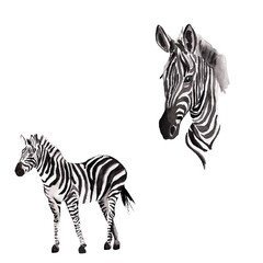 Fototapeta na wymiar zebra isolated on white background , set 