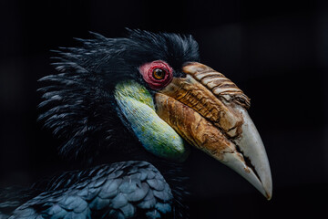 Hornbill, tropical old world bird in forest © Axel