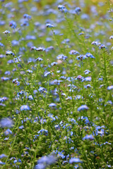 Obraz na płótnie Canvas Blue forget-me-nots in the field. Selective focus.