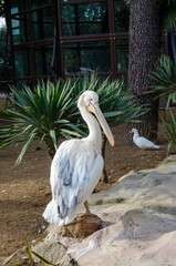 White pelican stands on a stone, a big bird in the zoo
