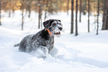Adult German Wirehaired Hound - Drathaar walking through deep snow in winter forest