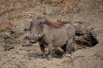 Ein Warzenschwein mit auffallenden Borsten, gewaltigen Hauern / Eckzähnen vor einem Erdloch,...