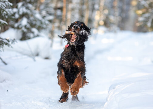 Adult scottish setter gordon runs among the winter forest