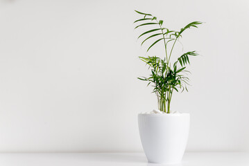 Plants in pot on white table. Front view. Place for text, copy space, mockup