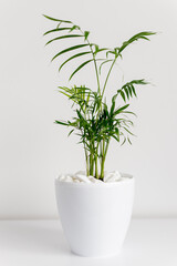 A green houseplant, parlour bella palm, in a white plant pot against a white background
