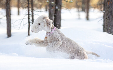 Beige bedlington terrier puppy runs in winter forest
