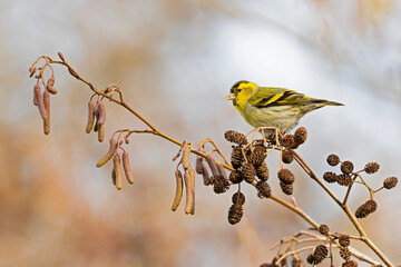 A Eurasian siskin (Spinus spinus) foraging in a tree in winter.