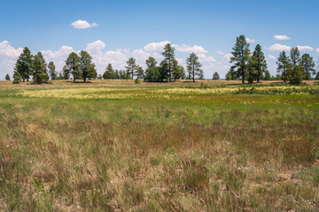 High up in The Arid Landscape of Flagstaff, AZ