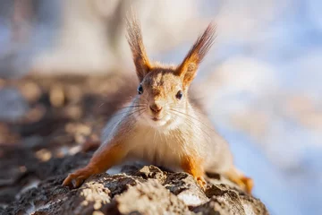 Keuken spatwand met foto Red squirrel sits in the grass... © alexbush