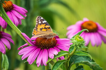 Beautiful butterfly painted lady or Vanessa cardui sitting on purple Echinacea flower in the summer. Close up. Macro.