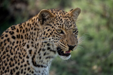 Eine Nahaufnahme eines Leopard mit auffallender Musterung  in Botswana, Afrika