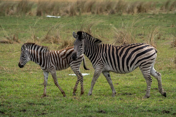 Fototapeta na wymiar Zwei Zebras im Grasland der Savanne im Okavango Delta in Botswana, Afrika