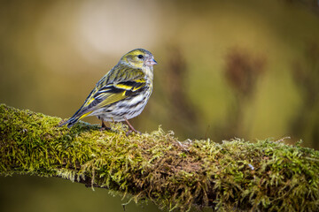 Eurasian siskin portrait from nature