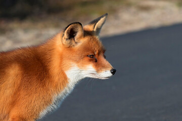 Red Fox (Vulpes vulpes) in the dunes portrait