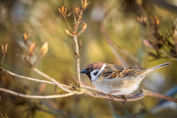 field sparrow portrait in nature park