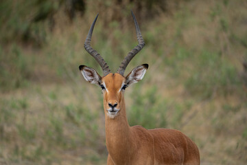 Nahaufnahme eines männlichen Impala mit großen Hörner als prächtiges Geweih im Okavango Delta, Botswana, Afrika