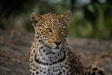 Eine Nahaufnahme eines einzelnen Leopard mit auffallender Musterung  in Botswana, Afrika