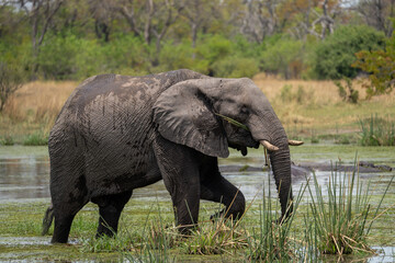 Ein großer Elefant mit Stoßzähnen und langem Rüssel marschiert durch einen See im Okavango...
