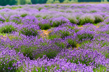 Naklejka premium lavender field flowering bushes outdoors