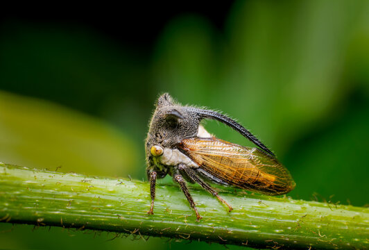 Horned treehopper on the twig of the plant. It is mostly found in gardens and parks. Used selective focus.