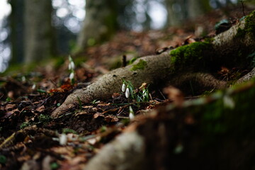 Little snow drops growing through the roots of a tree