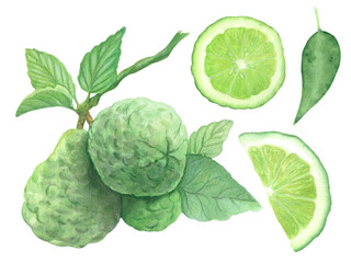 Bergamot set of watercolor paintings, including full and half slices, fruit and leaves on a transparent background, can be used for decorating tea packages or kitchen accessories - obrazy, fototapety, plakaty