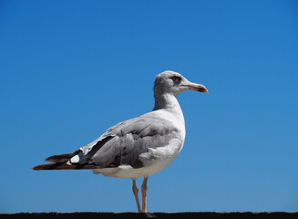 alertness of seagull patrol