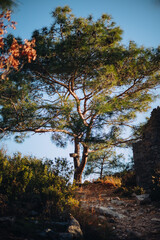 Big pine tree standing on a hill with a road leading to it, sunset light on pine tree