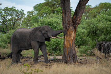 Fototapeta na wymiar Elefant mit großen Stoßzähnen reibt den langen Rüssel an einem Baum und schabt dabei die Baumrinde ab, aufgenommen in Botswana, Afrika