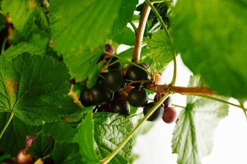 blackcurrant with leaves ripe berries