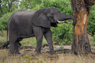 Ein Elefant mit großen Stoßzähnen reibt den langen Rüssel an einem Baum und schabt dabei die...
