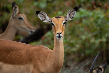 Naklejka na ściany i meble Nahaufnahme eines Impalas mit großen Ohren und prächtiger Musterung auf dem Kopf
