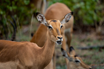 Nahaufnahme eines Impalas beim Fressen mit großen Ohren und prächtiger Musterung auf dem Kopf